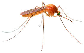 Foto mosquito