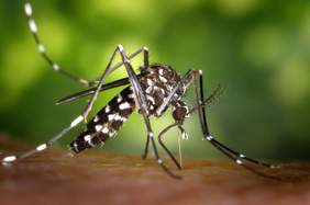 Foto de un mosquito tigre