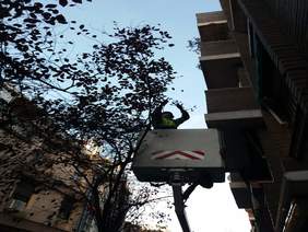 Imatge de poda d'arbres